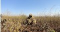 Маскировочный халат Taganrog Друид – купить по цене 3500 руб. в интернет-магазине в городе Ульяновск картинка 17